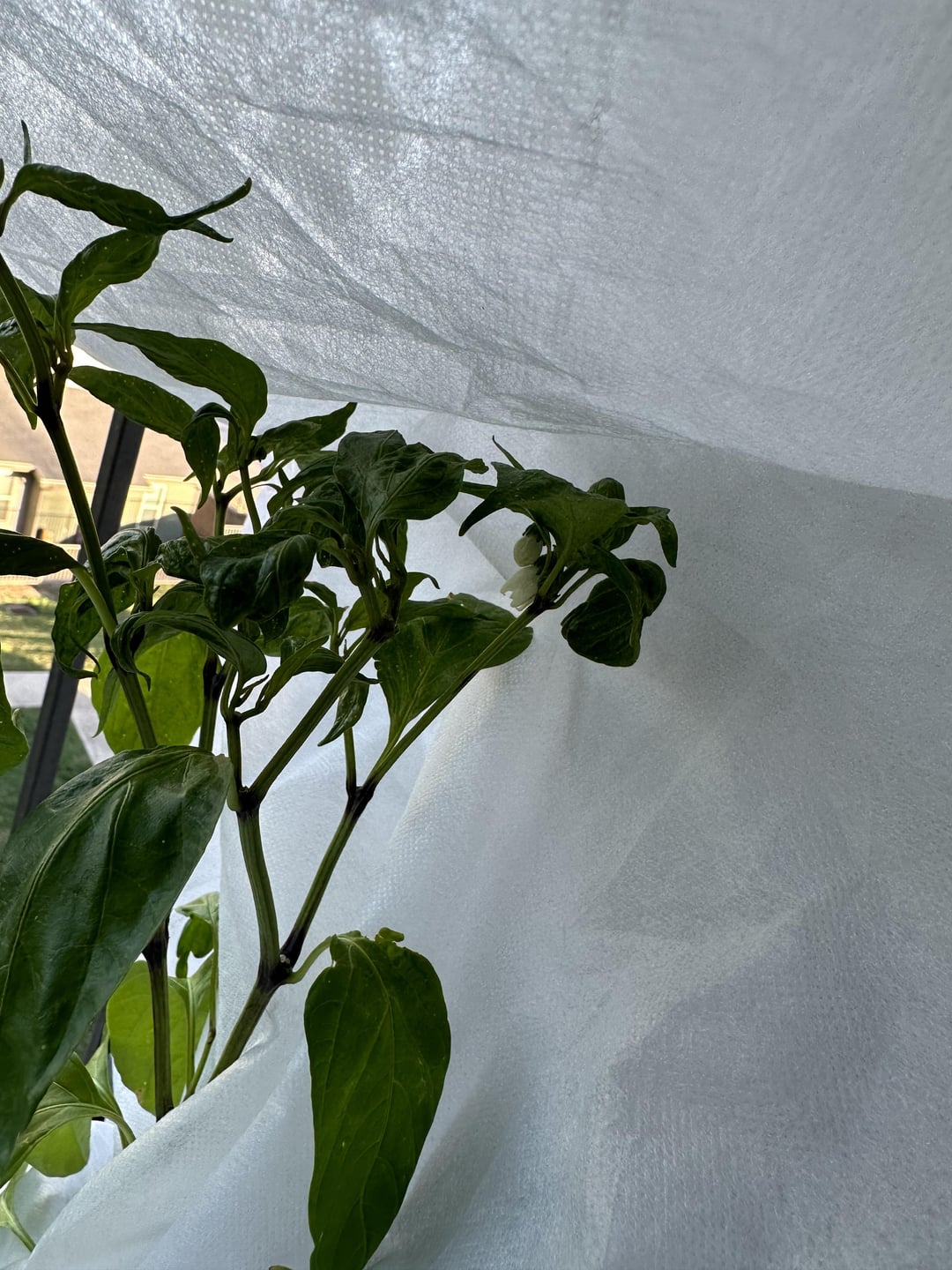 jalapeño leaves curling and tiny pale spots? Dining and Cooking