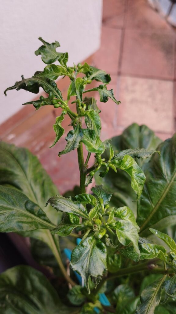 Will I have peppers this year?