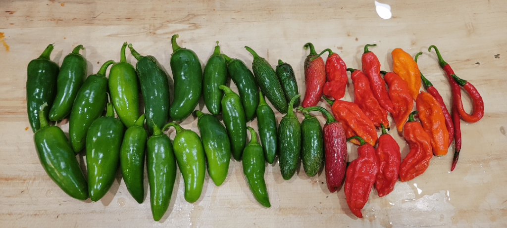 I love peppers, they're just too cool.