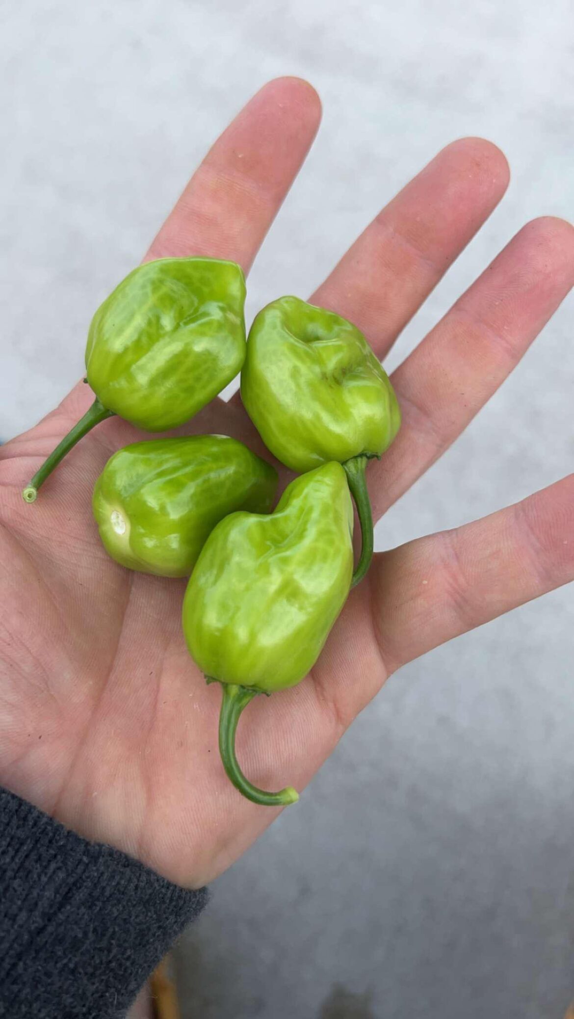 habanero insight habanero insight