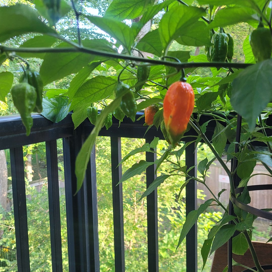 Update on my ghost peppers. They're starting to ripen. Pics are 1
