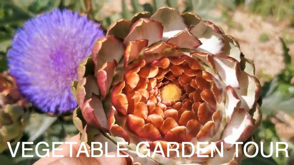 A Tour Of My Vegetable Garden - Grow Your Own Vegetables In Less Than A Year