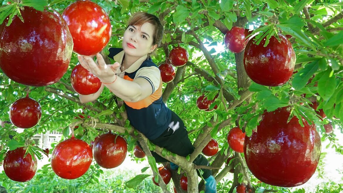 Harvesting LARGE RED PEACHES - Renovating the Vegetable Garden - Go to Market to Sell - Cooking