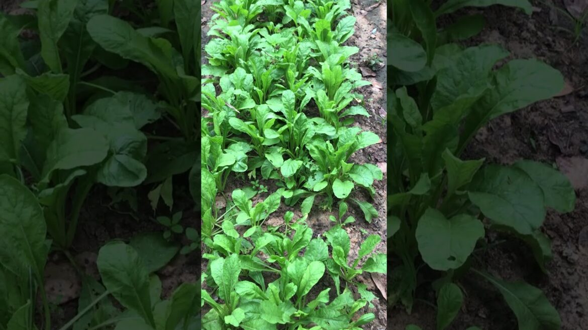 vegetable no fertilizer #countrylife #fishing #countryside #coconut #nature #countrysidelife