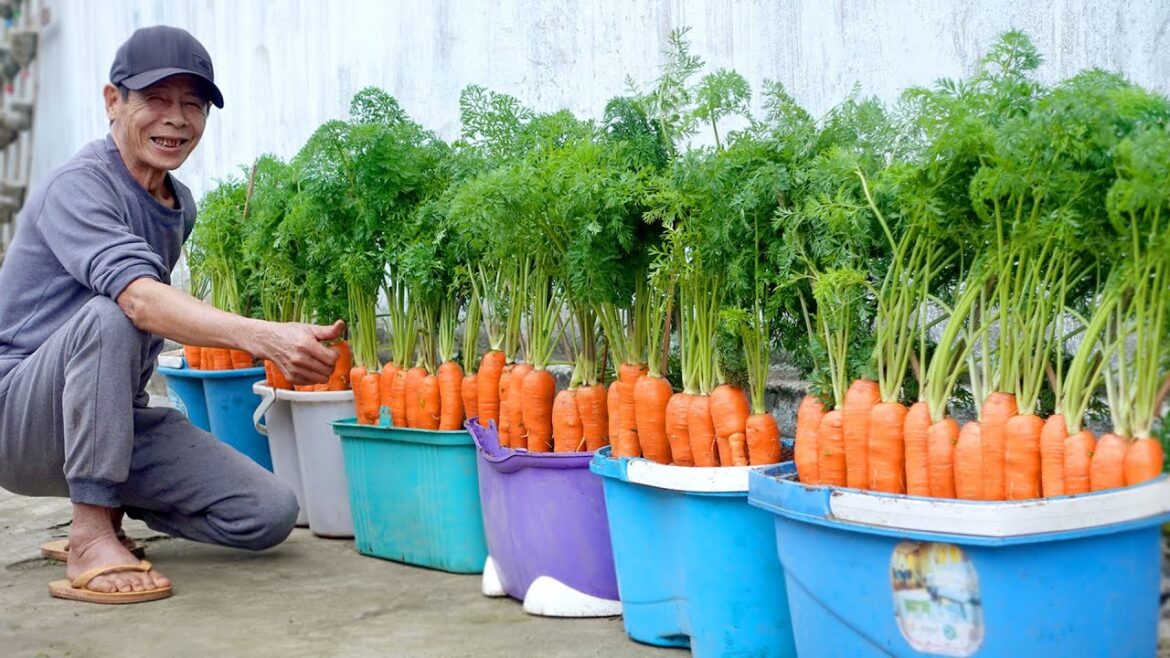 How To Grow Carrots At Home Very Simple, Every Season Has Clean Carrots To Eat How To Grow Carrots At Home Very Simple, Every Season Has Clean Carrots To Eat