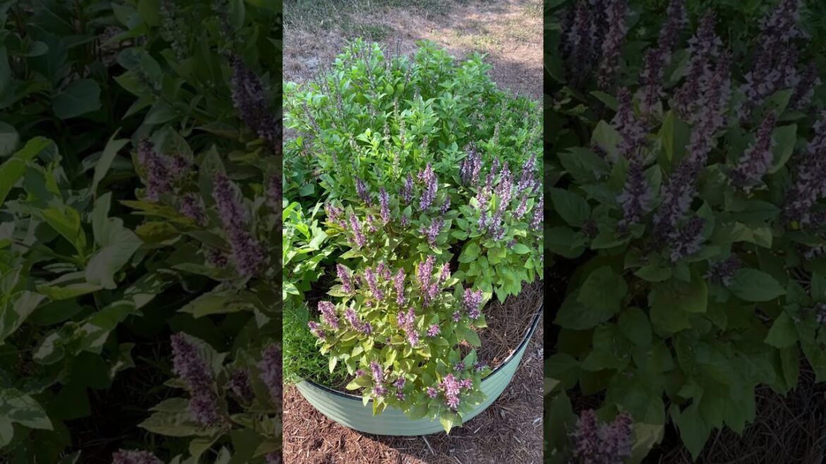 BASIL GROWING TIPS FOR AN EXTENDED SEASON BASIL GROWING TIPS FOR AN EXTENDED SEASON