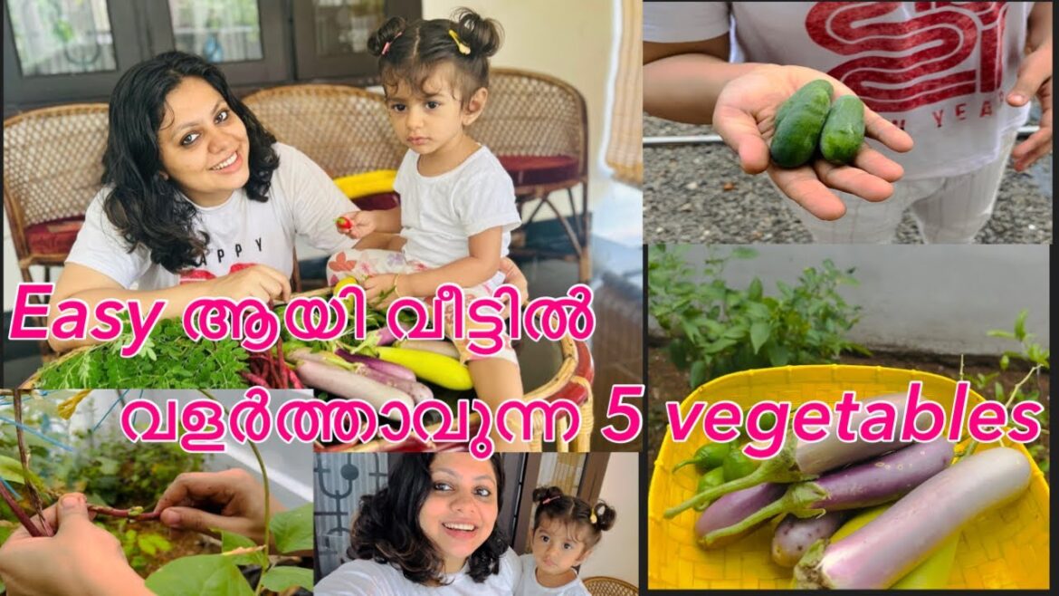 എന്റെ തോട്ടത്തിലെ 5 പച്ചക്കറികൾ |My Vegetable Garden|Easy5vegetables|organic|Top5|part-1 എന്റെ തോട്ടത്തിലെ 5 പച്ചക്കറികൾ |My Vegetable Garden|Easy5vegetables|organic|Top5|part-1