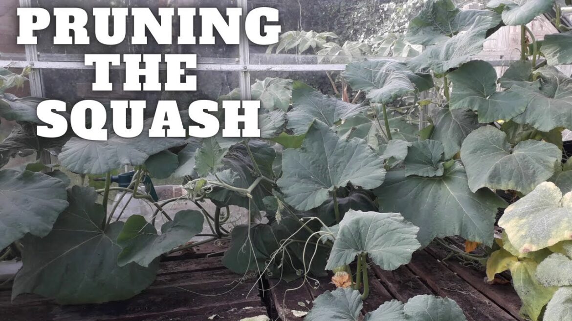 Pruning The Butternut Squash [Gardening Allotment UK] [Grow Vegetables At Home ]
