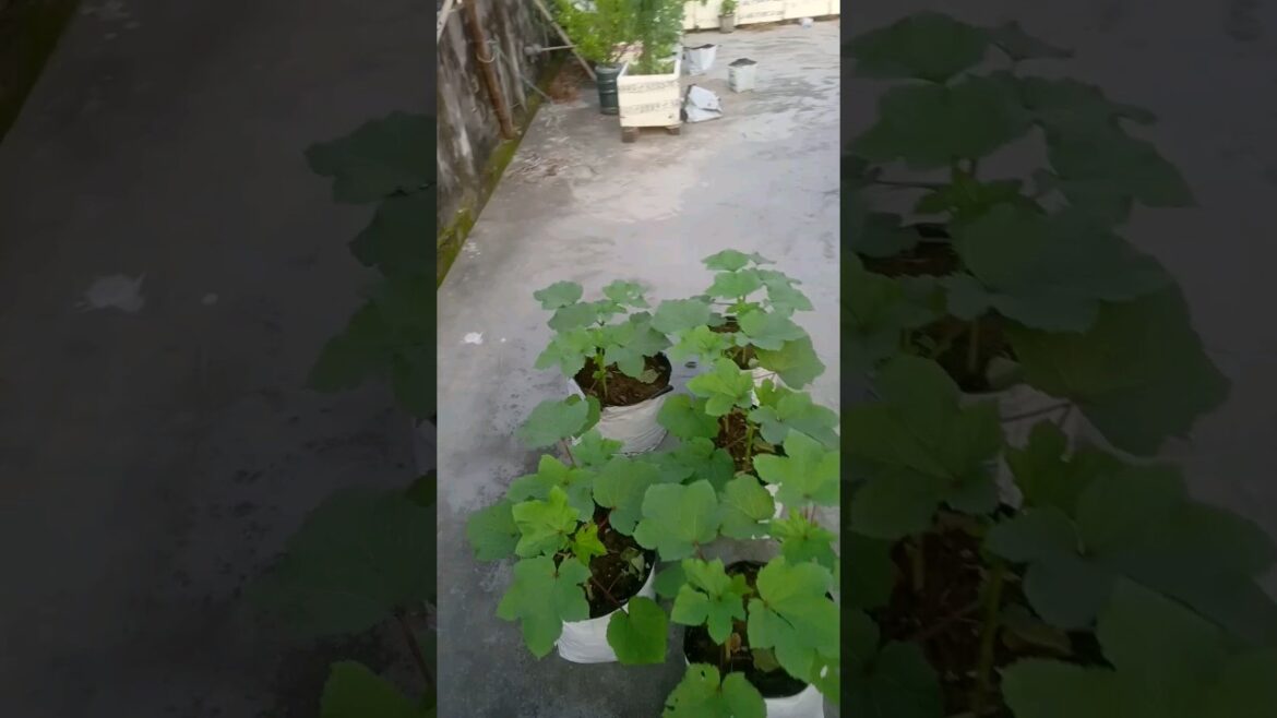 Enjoy Beautiful Nature With Rural Life #shorts #gardening Enjoy Beautiful Nature With Rural Life #shorts #gardening