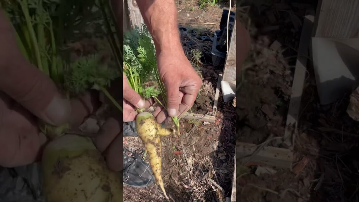 Pulling up carrots in the garden #Vegetables #Gardening#nmtrue