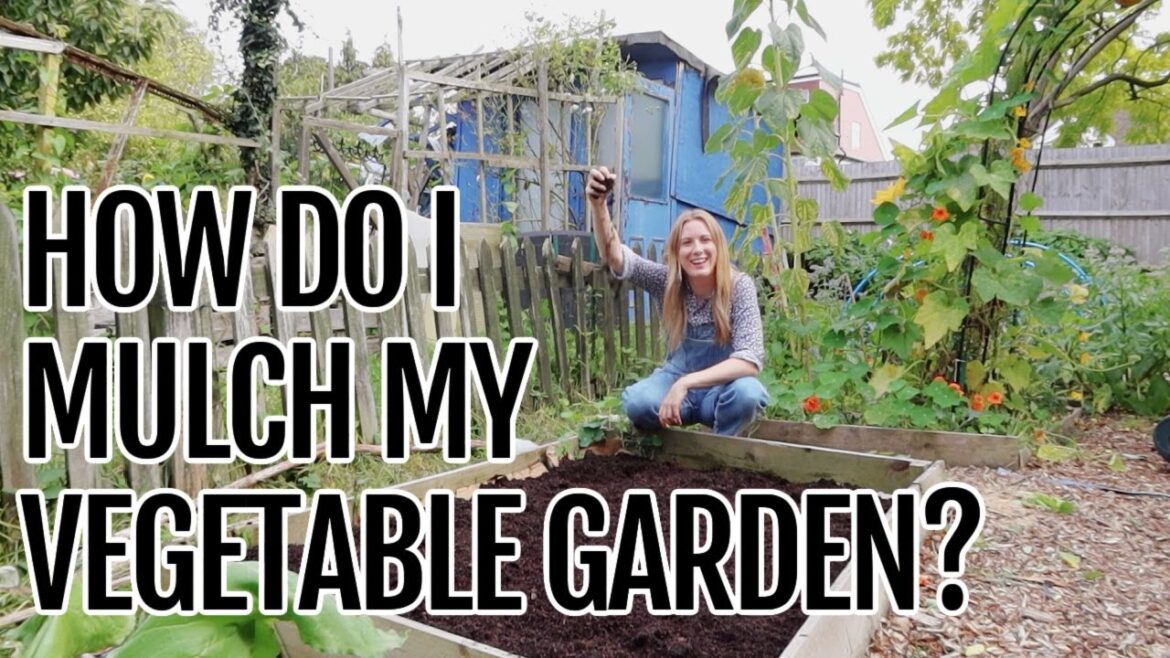 HOW DO I MULCH MY VEGETABLE GARDEN / WHAT IS MULCH? HOW DO I MULCH MY VEGETABLE GARDEN / WHAT IS MULCH?