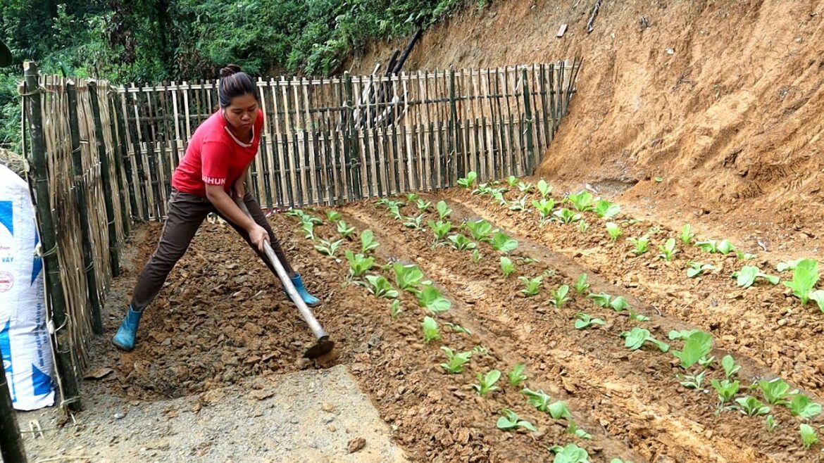 Build Vegetable Garden And Grow Vegetables, OFF GRID FARM, BUILD LOG CABIN