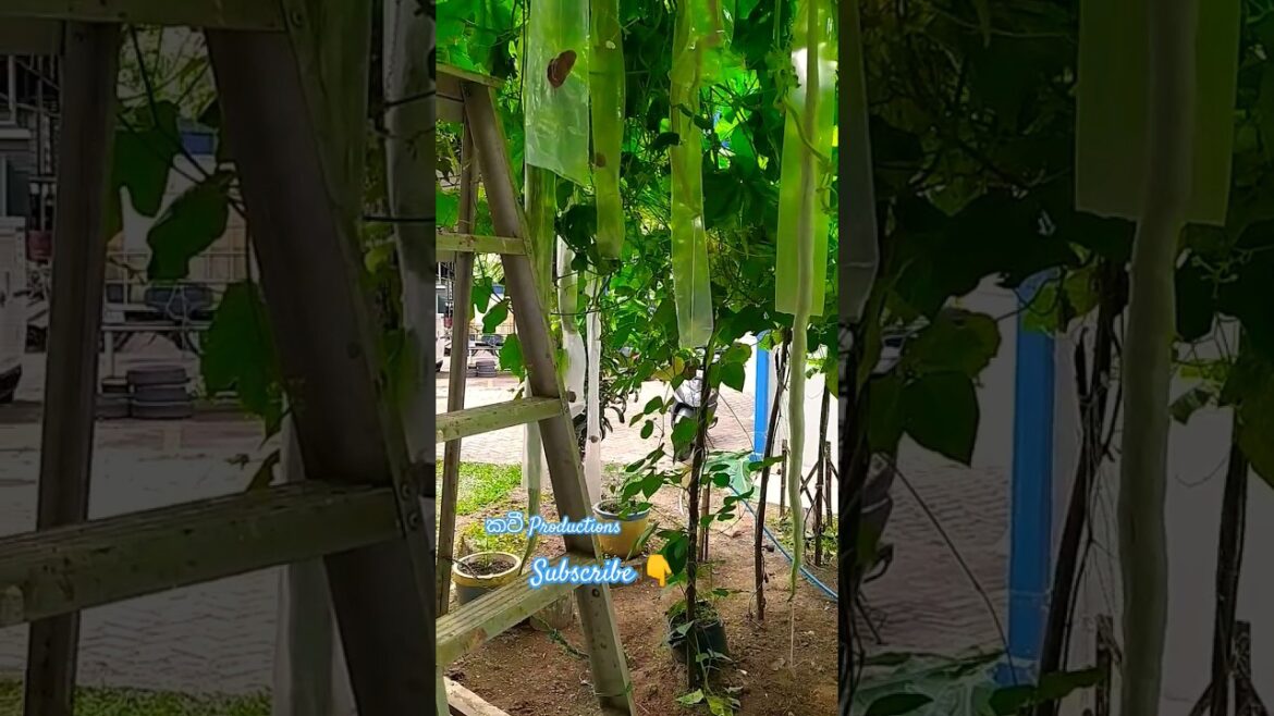 මෙච්චර දික් වෙයි කියලා හිතුවේ නෑ.vegetable video ,#viral #vegetables #gardening #garden#shortvideo
