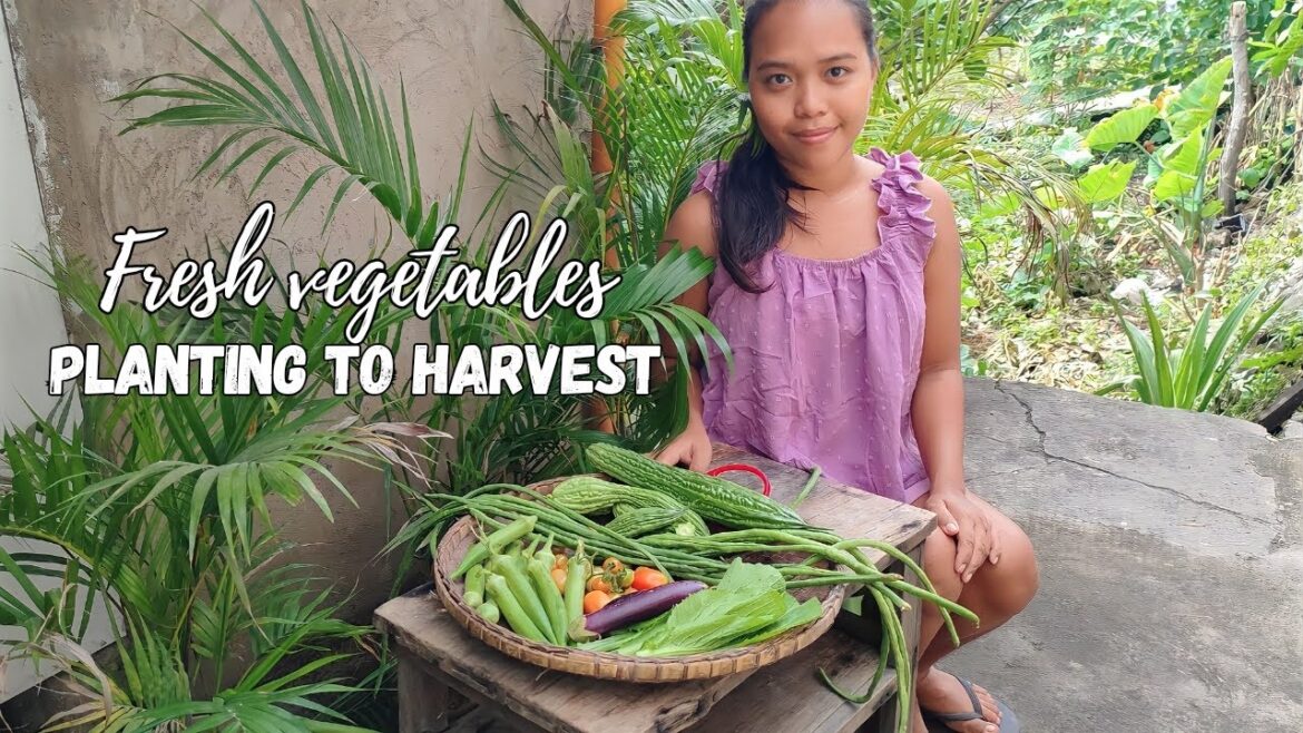 Our small vegetable garden from planting to harvest – Living in a tiny home coutryside philippines Our small vegetable garden from planting to harvest - Living in a tiny home coutryside philippines