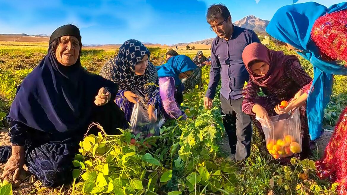Grandma’s Family Excursion in the Vegetable Garden Grandma's Family Excursion in the Vegetable Garden