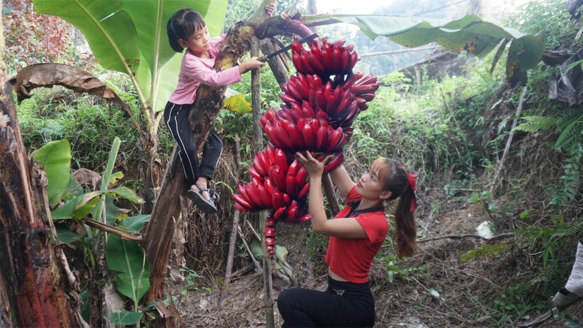 Harvest Bunch Of Red Bananas Go To Countryside Market Sell,  Vegetable Gardening || Farm Thanh Chinh Harvest Bunch Of Red Bananas Go To Countryside Market Sell,  Vegetable Gardening || Farm Thanh Chinh