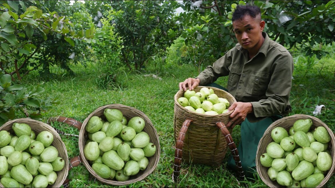 Completing the vegetable garden to prepare food for winter, harvesting guavas for the market Ep 105 Completing the vegetable garden to prepare food for winter, harvesting guavas for the market Ep 105