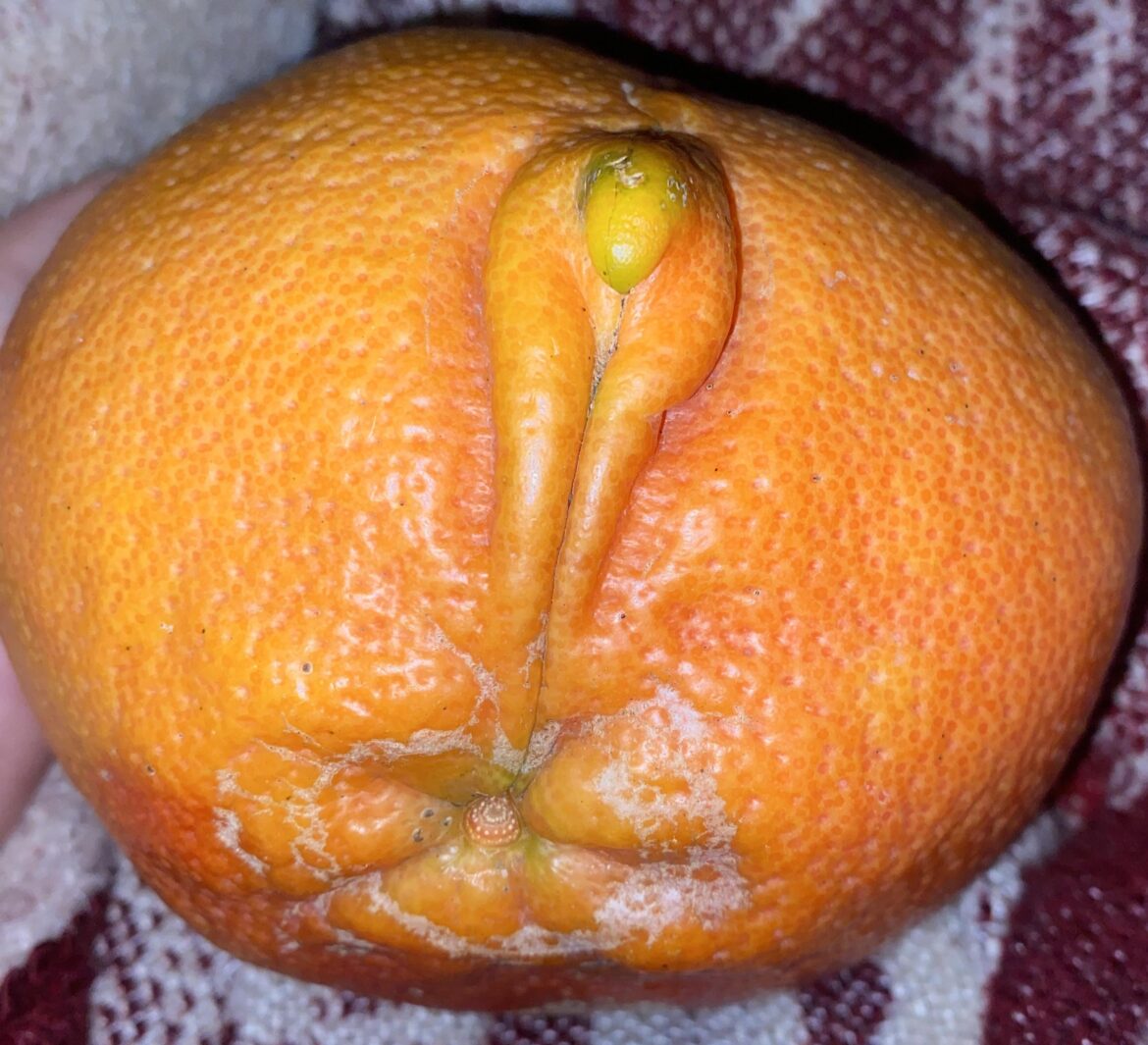 Anatomically correct grapefruit
