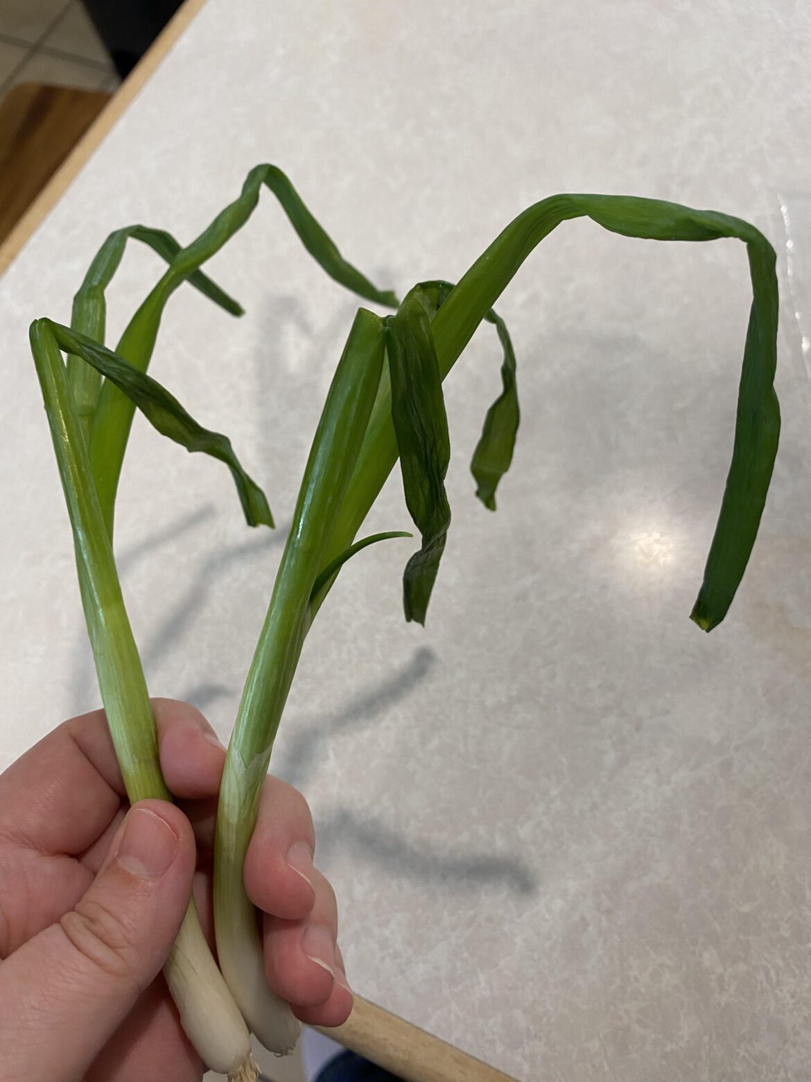 My scallions this week ☹️