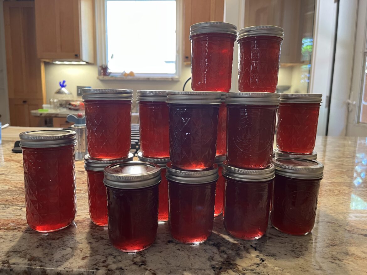 Concord grape jelly done for the season.