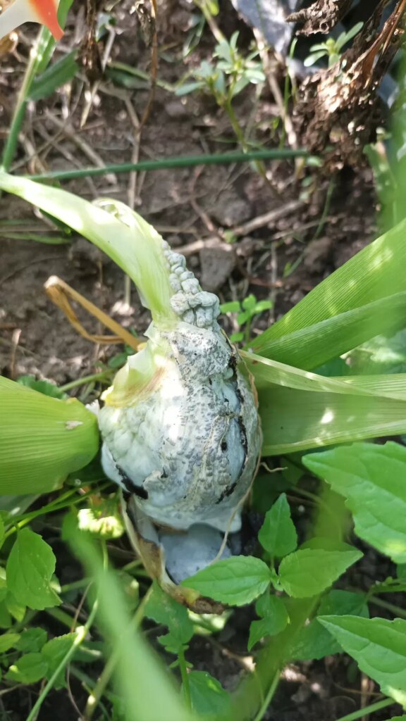 Is this huitlacoche?