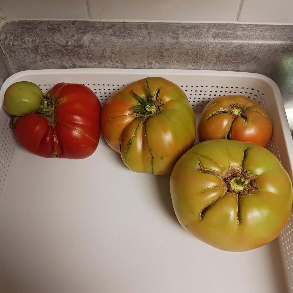 Beefsteak Tomatoes Picked So Far!