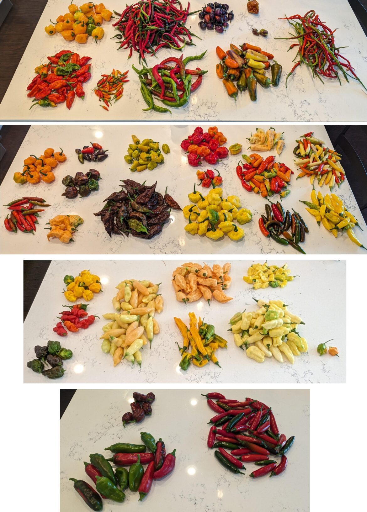 Too many peppers on my hands, who wants some?!?