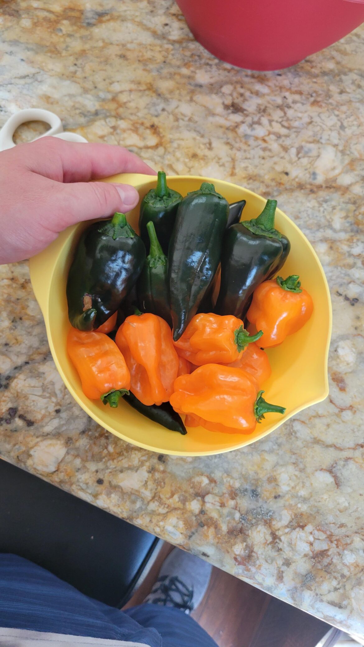 Finally getting some harvests after a summer hard work! Habaneros and pablanos!!