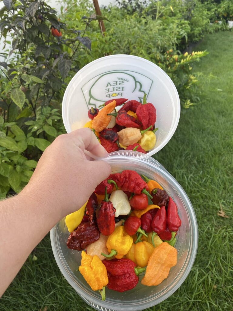 The Morning Variety Harvest