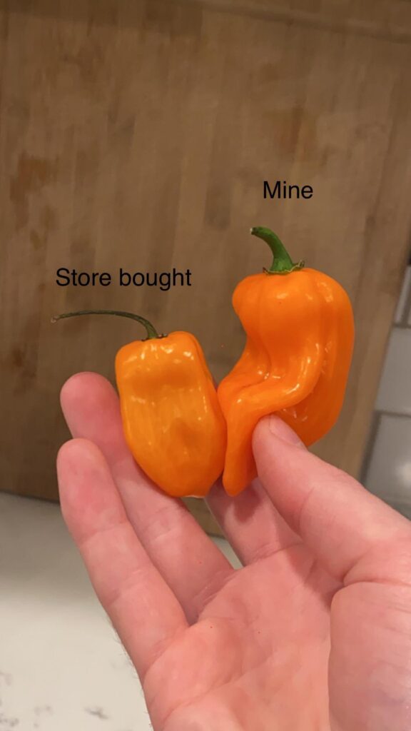 Why do my habañeros look so much different than store bought or others I’ve seen here?