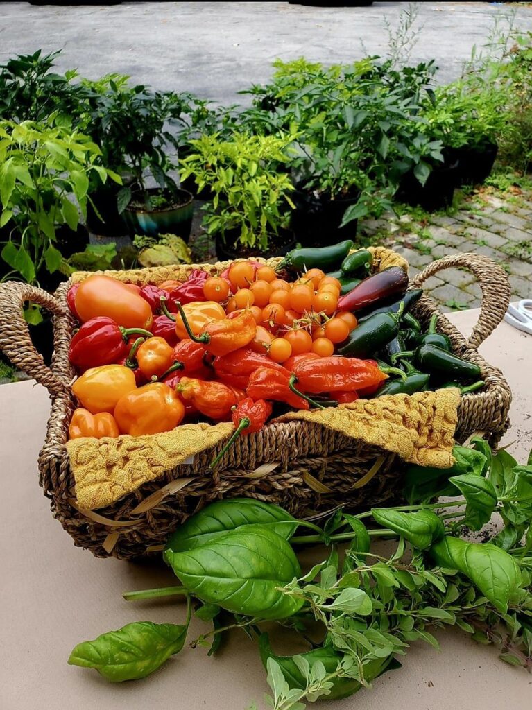 First Time Gardening: Just Picked My First Harvest