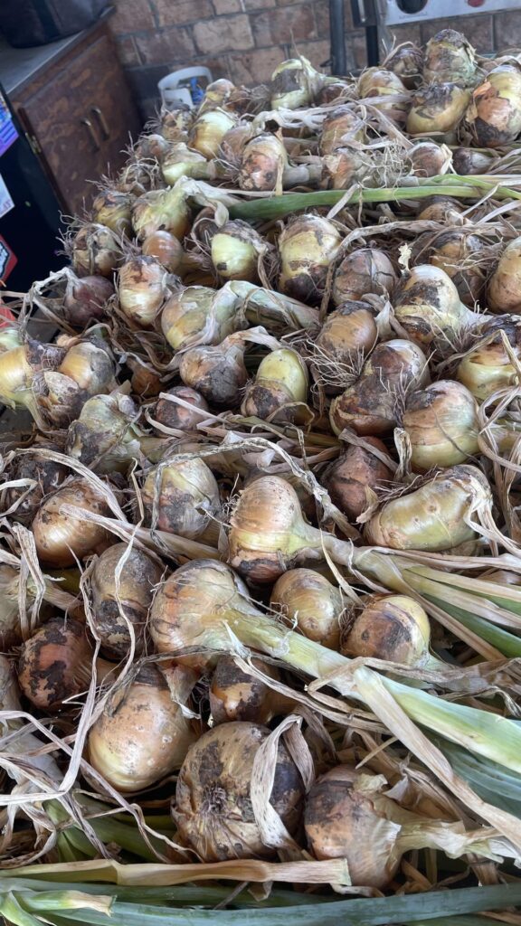 Just a bit of the onion harvest from our garden. Anyone live in Southeast Idaho and wanna help process?!?