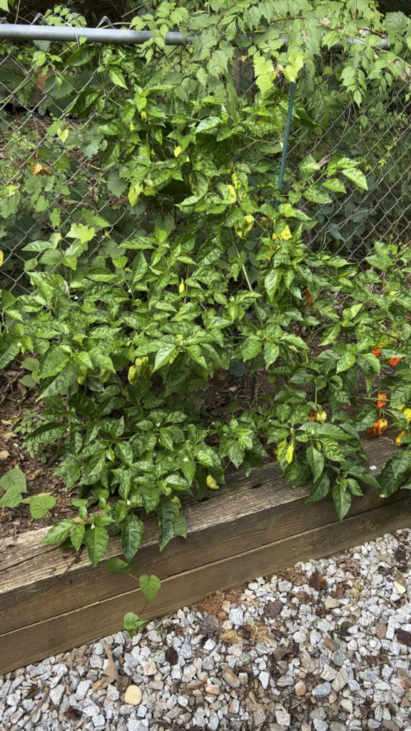 World record reaper plant?? World record reaper plant??