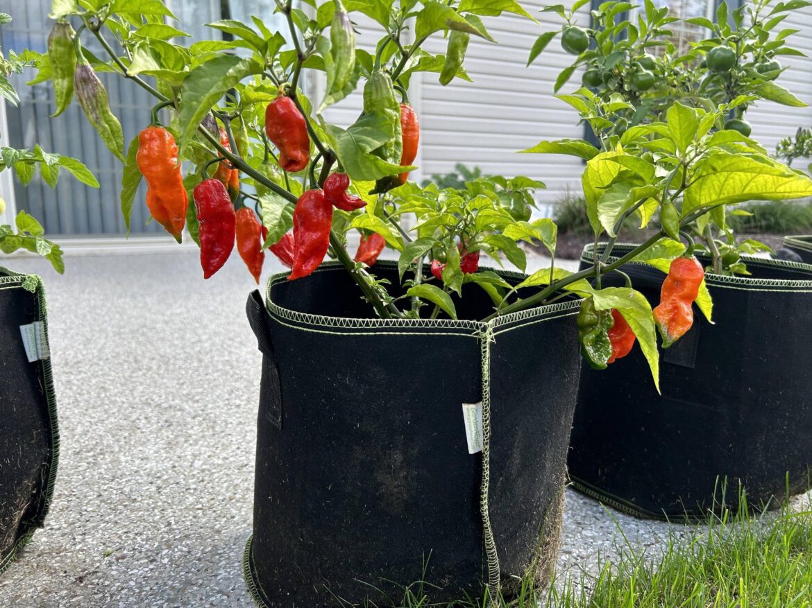 When to pick chocolate ghosts?