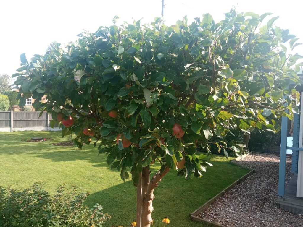 From Tree To Cheong (My First Attempt At Anything Korean)