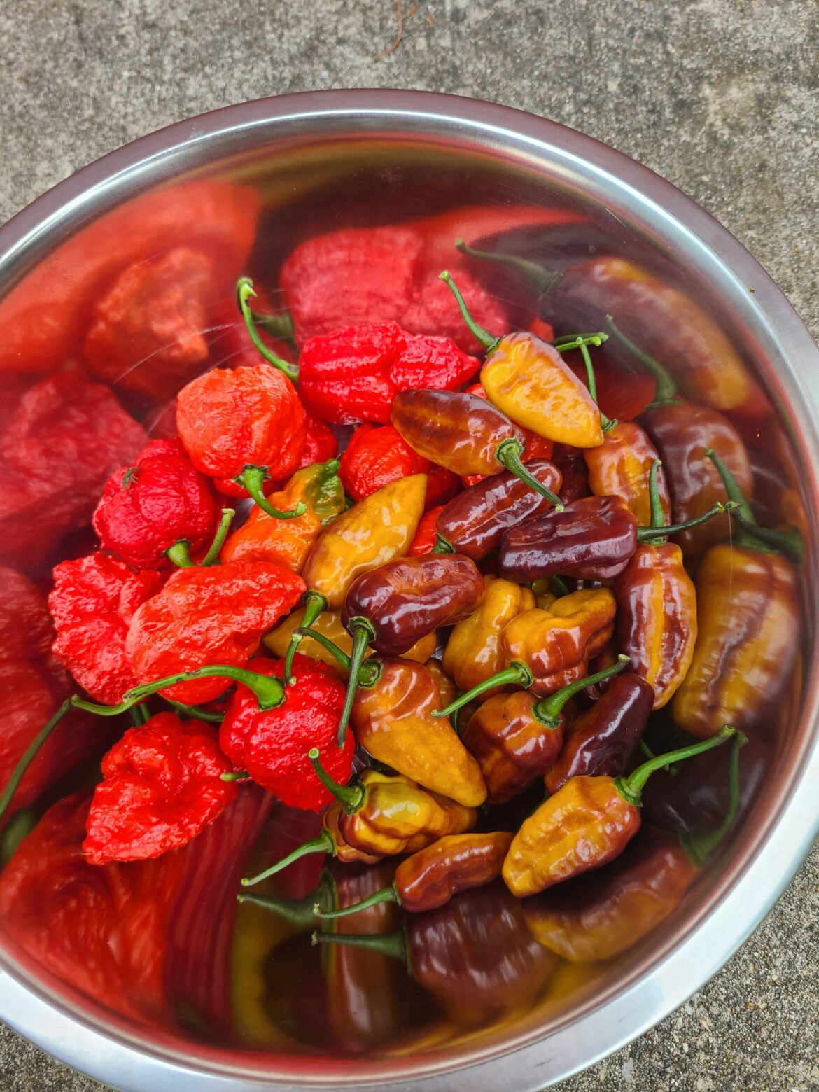 Just harvested the first half of my Apocalypse Scorpions and Pumas. I am planning on making fermented hot sauce. Should I do them together or separate? I am worried that the heat from the Apocalypse Scorpions will overpower the flavor of the Pumas.