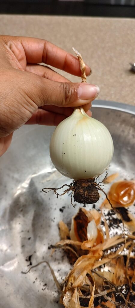 I planted 9 cloves of garlic and I have 9 onions?