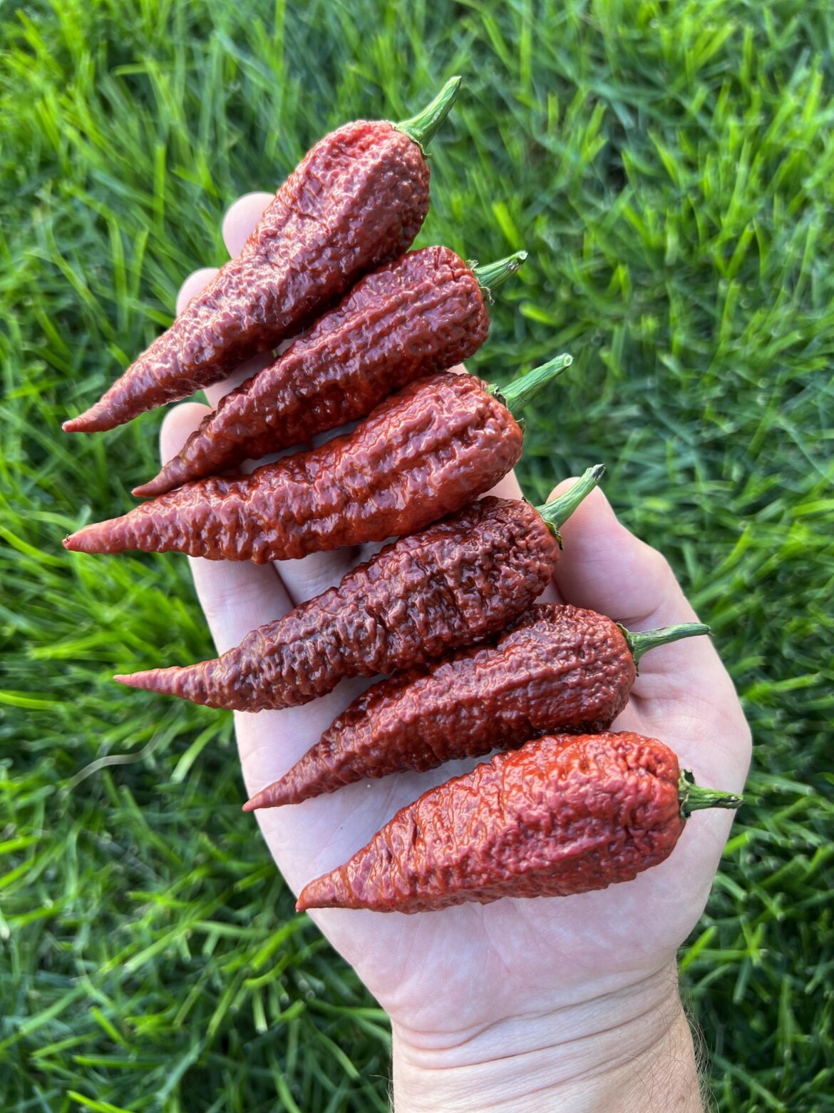 Leviathan Gnarly Scorpion