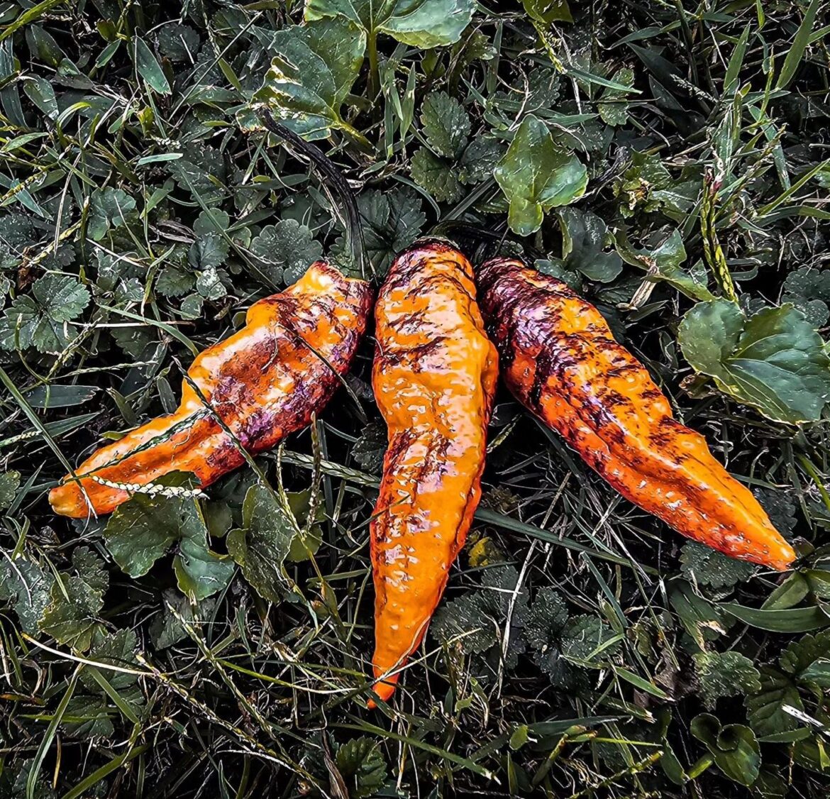 Hallows eve peppers looking spooky