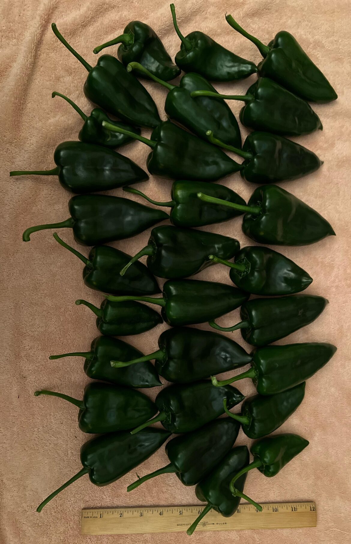 What do I do with all these Poblanos?