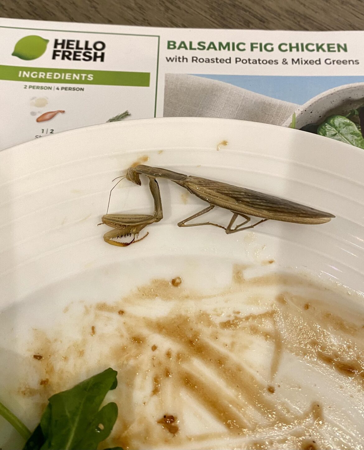 Balsamic Fig Chicken, with Praying Mantis!