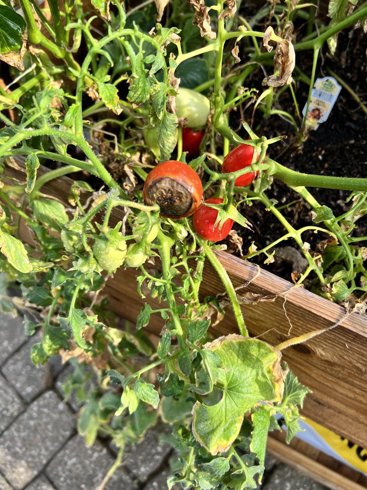My first attempt at gardening and my tomatoes are not edible 😢