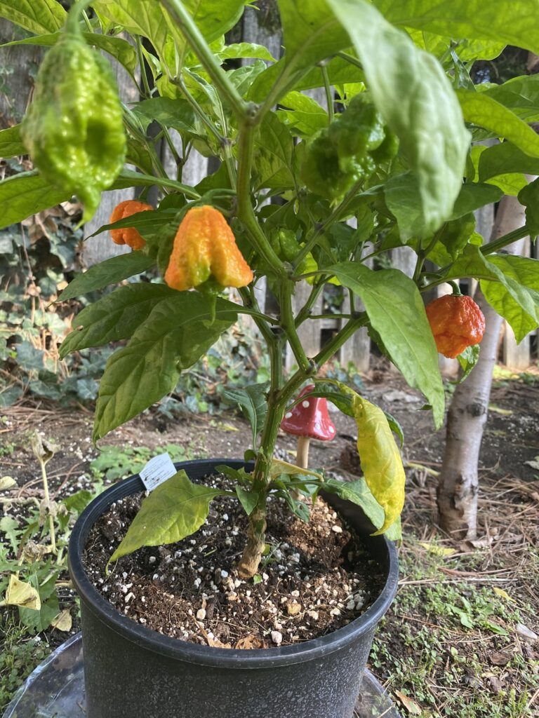 Grew these not really expecting them to take off. What do y’all do with Reapers?