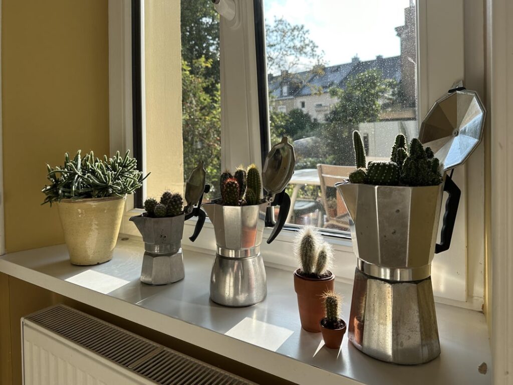 Coffee Cacti