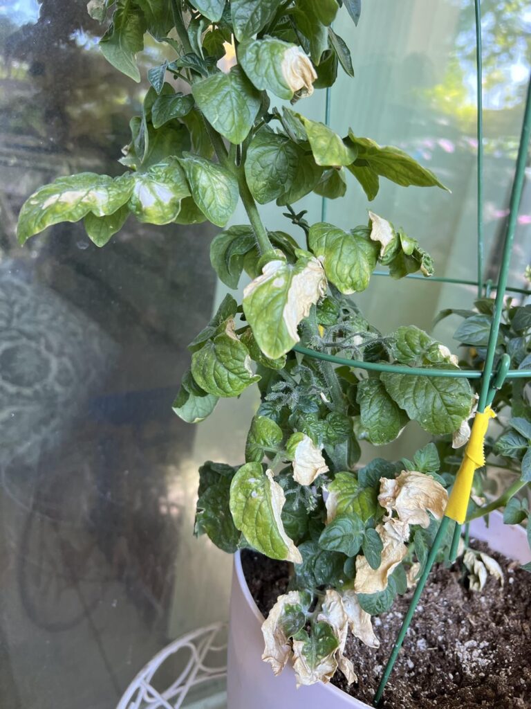 Tomato plants with “bleached” leaves. Two different dwarf varieties…. What’s going on here? Had a bad fungus gnat infestation earlier in summer but that’s resolved. In zone 9 - we’ve had some really big heat waves, but our summers are usually hot anyway. Never had such sad tomatoes!