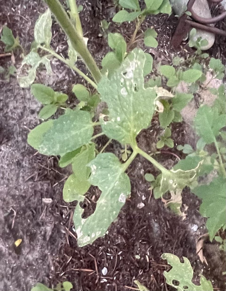 What does it look like is eating my tomato leaves? Dining and Cooking