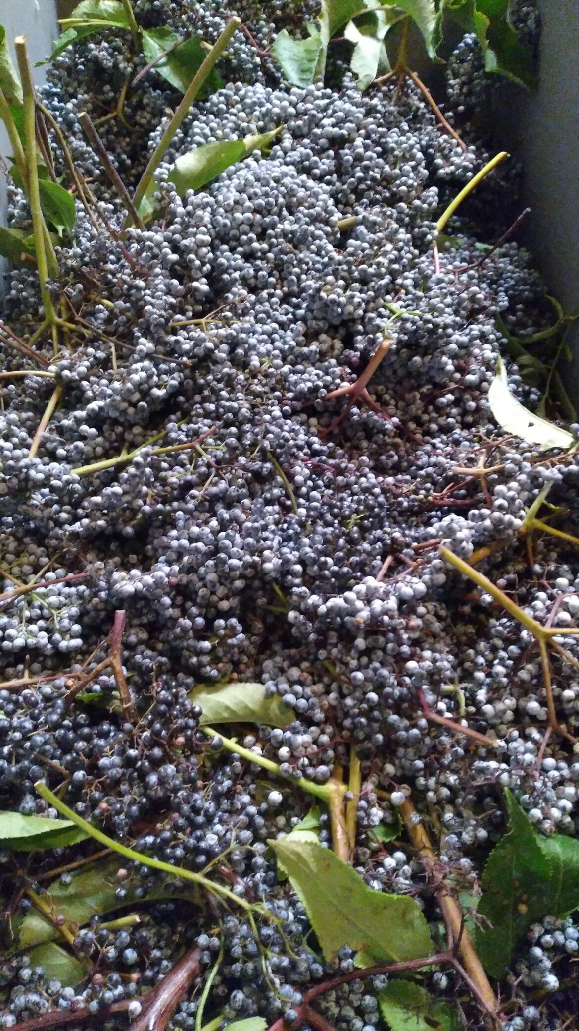 Any one have elderberry recipes?