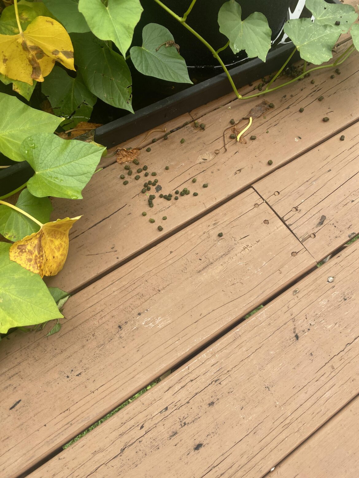 What are these things under my pepper plants and sweet potato plant🤢