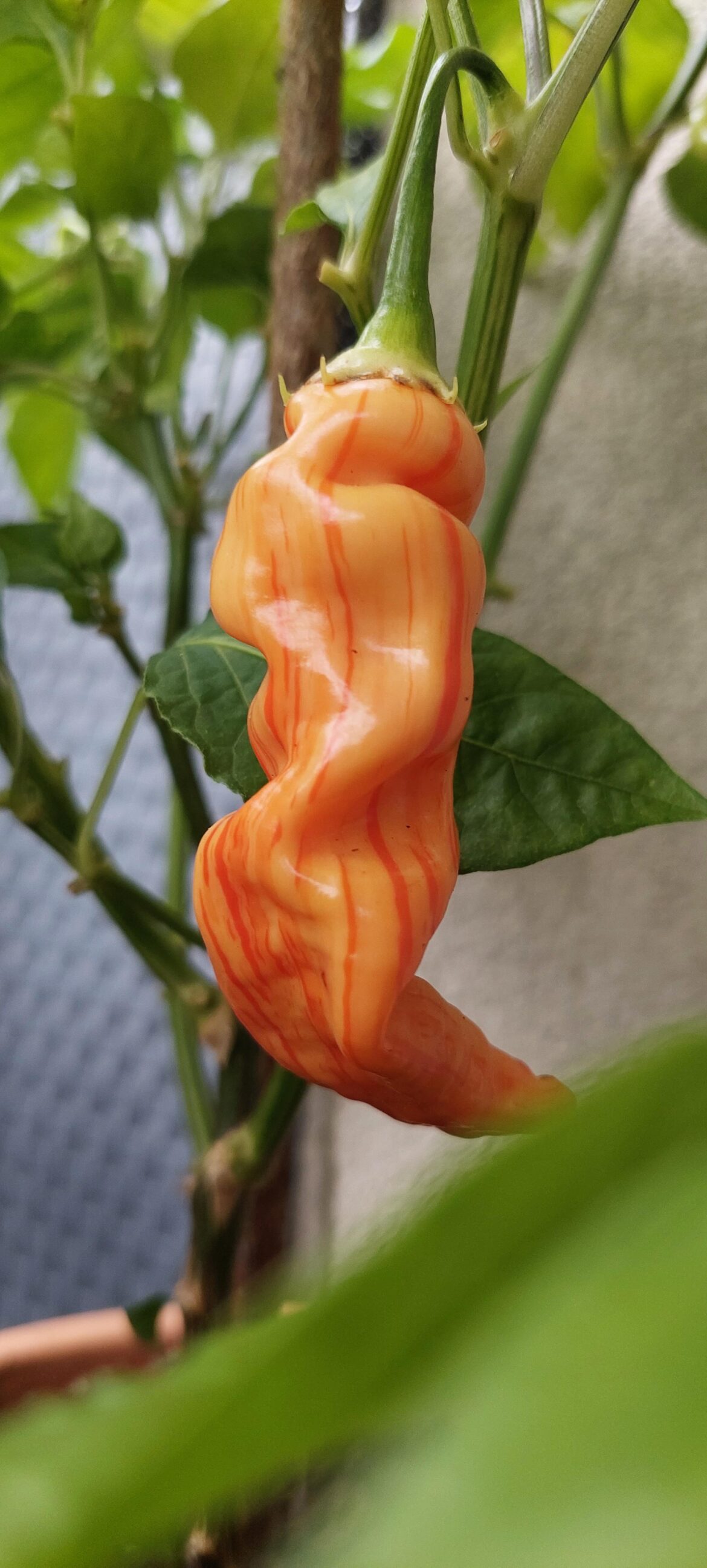 Vintage baseball pepper