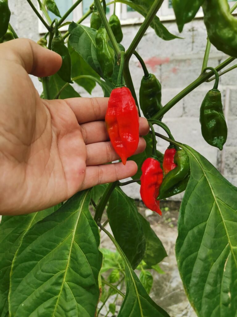 My home grown Chili Pepper, and the funniest part i have no idea what it is... any guesses?